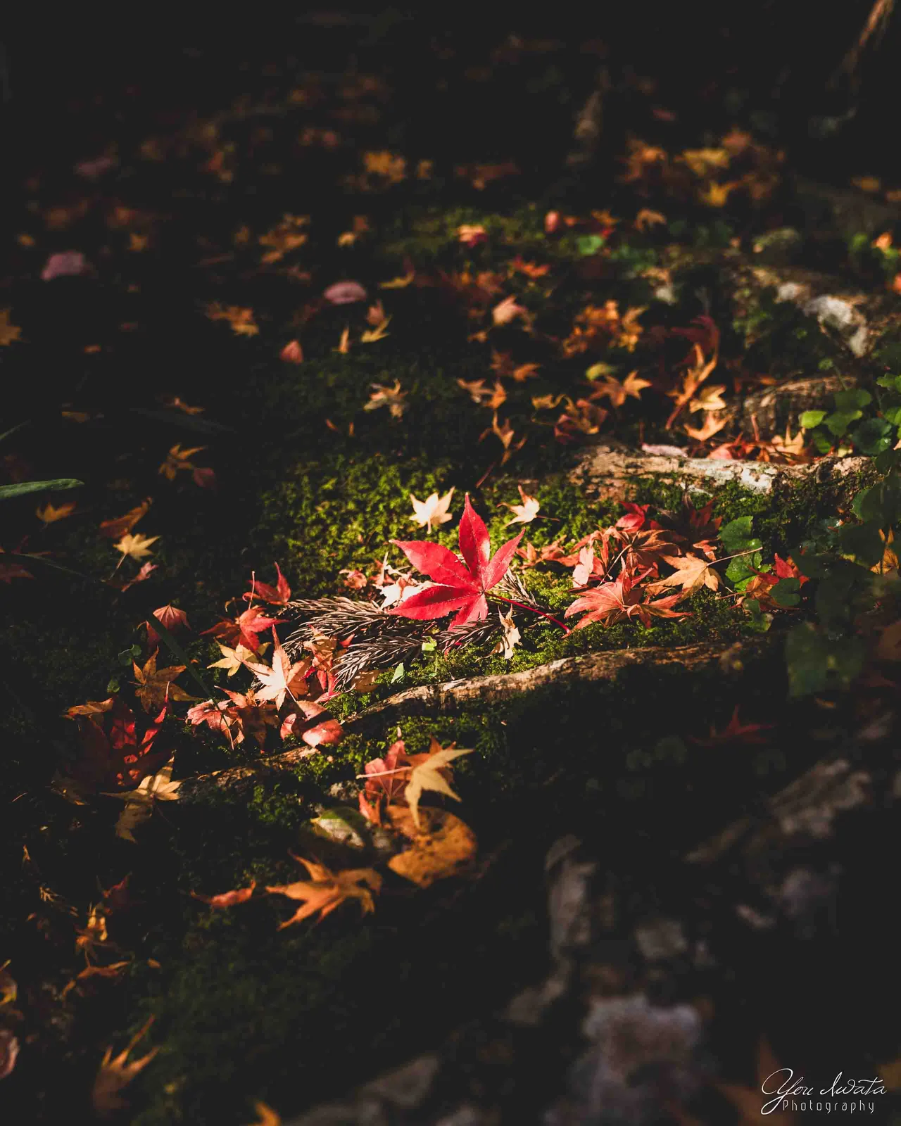 One Leaf — 一葉