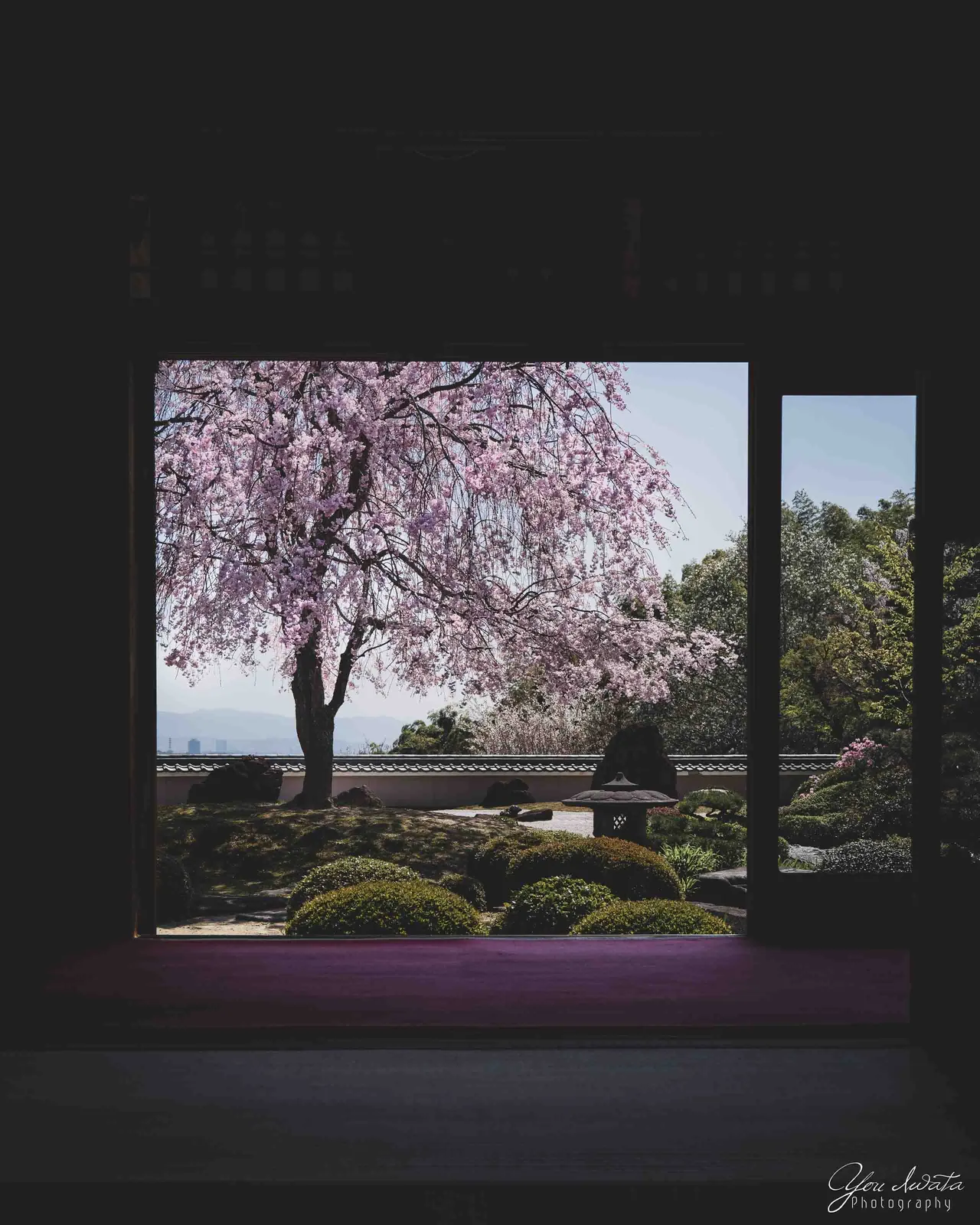 Blossom Light — 花明り