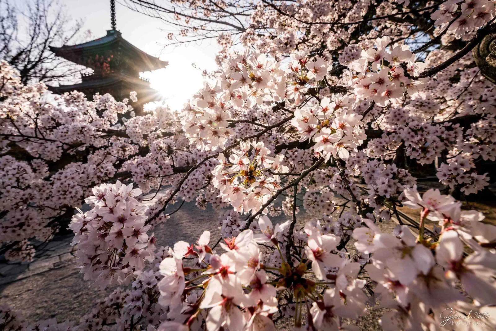 Pagoda Light — 塔影