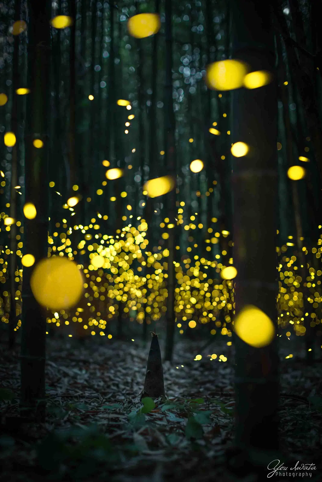 Fireflies — 蛍火